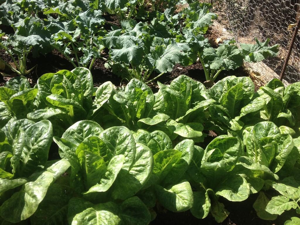 Surfer'S Paradise, Yoga&Food Garden@Costa Azul, Los Cabos San Jose del Cabo Exterior photo